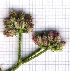 Attēlu rezultāti vaicājumam “Torilis japonica fruit”