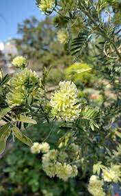 Attēlu rezultāti vaicājumam “Anthyllis maritima”