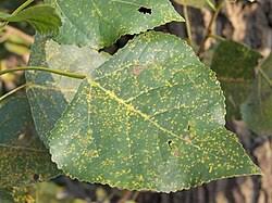 Attēlu rezultāti vaicājumam “Melampsora epitea”