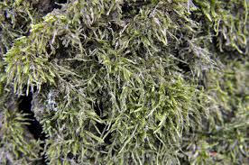 Attēlu rezultāti vaicājumam “Brachytheciastrum velutinum”