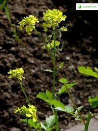 Attēlu rezultāti vaicājumam “Sinapis alba leaf”