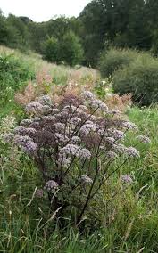 Image result for Angelica silvestris