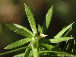 Attēlu rezultāti vaicājumam “Lycopodium annotinum”