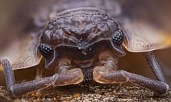 Attēlu rezultāti vaicājumam “Oniscus asellus”