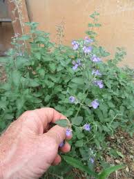 Attēlu rezultāti vaicājumam “Nepeta x faassenii leaf”