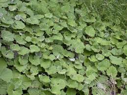 Attēlu rezultāti vaicājumam “Tussilago farfara leaf”