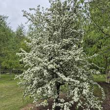 Attēlu rezultāti vaicājumam “Crataegus monogyna”