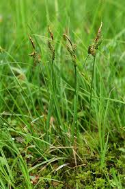 Attēlu rezultāti vaicājumam “Carex nigra”