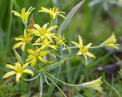 Attēlu rezultāti vaicājumam “Gagea lutea leaf”