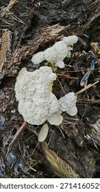 Attēlu rezultāti vaicājumam “Fuligo luteonitens macro”