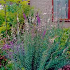 Image result for Linaria purpurea