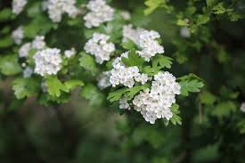 Attēlu rezultāti vaicājumam “Crataegus monogyna subsp. nordica”