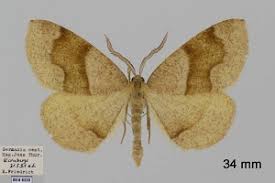 Attēlu rezultāti vaicājumam “Plagodis pulveraria”