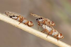 Attēlu rezultāti vaicājumam “Tetanops myopina”