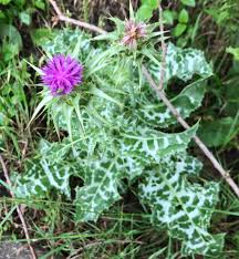 Image result for Silybum marianum