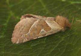 Attēlu rezultāti vaicājumam “Hepialus sylvina female”