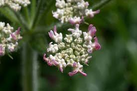 Attēlu rezultāti vaicājumam “Heracleum sphondylium subsp. sibiricum”