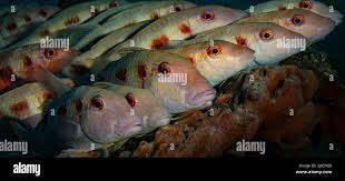 Image result for Pseudupeneus maculatus