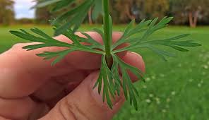 Attēlu rezultāti vaicājumam “Cnidium dubium”