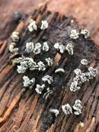 Attēlu rezultāti vaicājumam “Physarum bitectum”