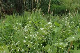 Attēlu rezultāti vaicājumam “Galium rivale”