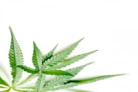 Attēlu rezultāti vaicājumam “Cannabis sativa leaf”