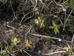 Attēlu rezultāti vaicājumam “Pinguicula vulgaris”