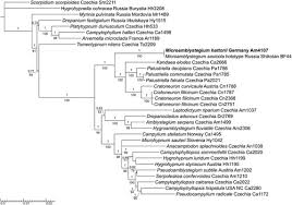 Attēlu rezultāti vaicājumam “Serpoleskea confervoides”