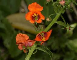 Image result for Alonsoa liniflora