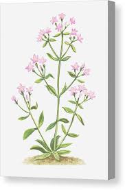 Image result for Centaurium erythraea