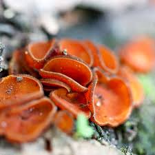 Attēlu rezultāti vaicājumam “Melastiza chateri”