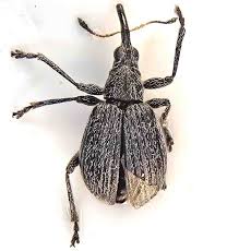 Attēlu rezultāti vaicājumam “Apionidae”