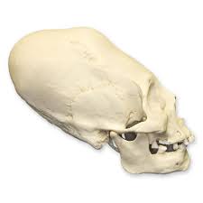 Image result for elongated skulls