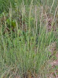Attēlu rezultāti vaicājumam “Festuca polesica”