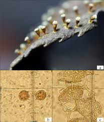 Attēlu rezultāti vaicājumam “Physarum flavicomum spores”