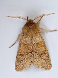 Attēlu rezultāti vaicājumam “Orthosia miniosa”