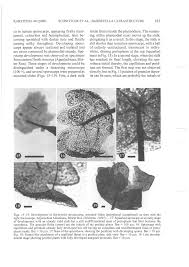 Attēlu rezultāti vaicājumam “Barbeyella minutissima”