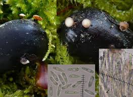 Attēlu rezultāti vaicājumam “Hymenoscyphus fructigenus var. coryli”