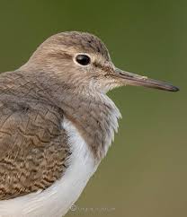 Attēlu rezultāti vaicājumam “Actitis hypoleucos”