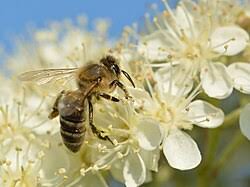 Attēlu rezultāti vaicājumam “Sorbus intermedia”