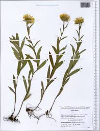 Image result for Inula hirta