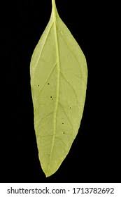 Attēlu rezultāti vaicājumam “Atriplex patula leaf”