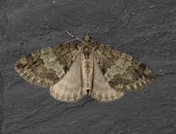 Attēlu rezultāti vaicājumam “Hydriomena impluviata”