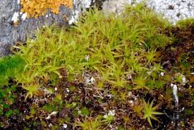 Attēlu rezultāti vaicājumam “Timmia megapolitana”