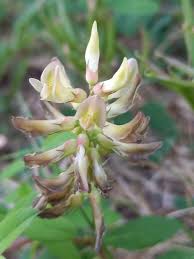 Attēlu rezultāti vaicājumam “Astragalus glycyphyllos flower”