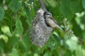 Attēlu rezultāti vaicājumam “Remiz pendulinus nest”