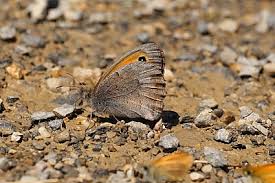 Attēlu rezultāti vaicājumam “Hyponephele lycaon”