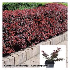 Attēlu rezultāti vaicājumam “Berberis thunbergii”