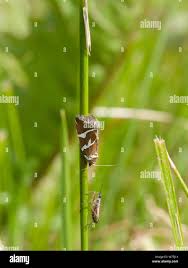 Attēlu rezultāti vaicājumam “Deltote bankiana”