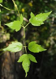 Attēlu rezultāti vaicājumam “Clematis leaf”